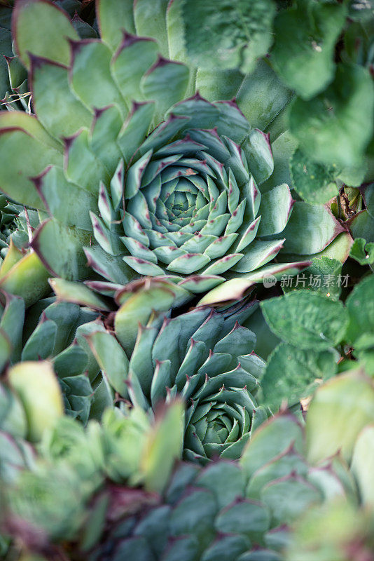 Sempervivum tectorum:景天科